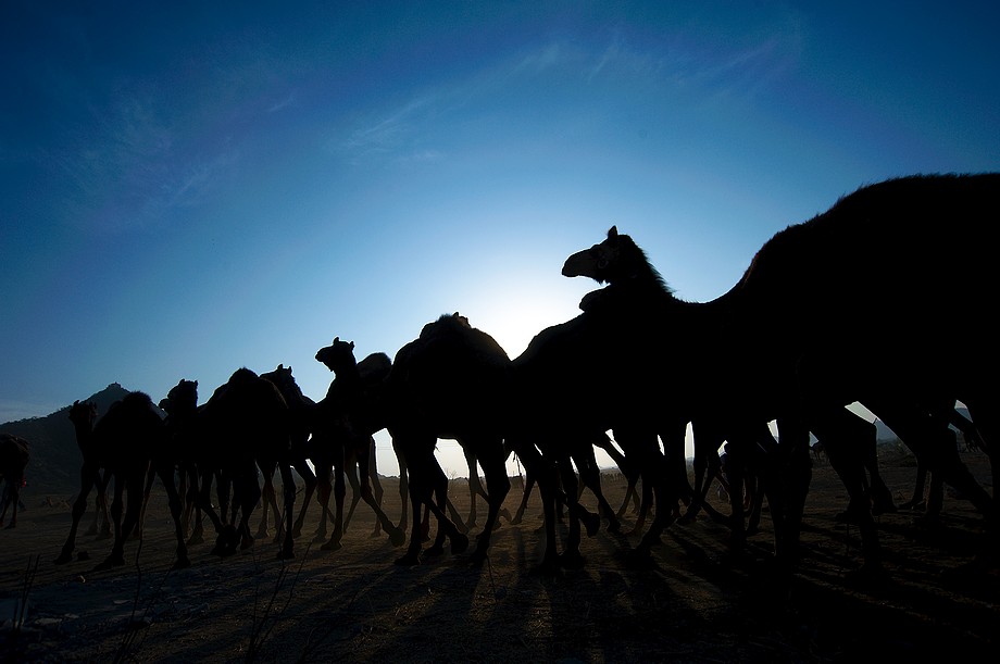 Wielbłądy wracające do domu (Pushkar Camel Fair)